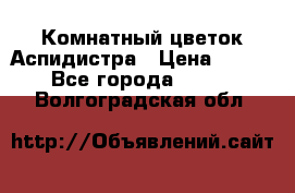 Комнатный цветок Аспидистра › Цена ­ 150 - Все города  »    . Волгоградская обл.